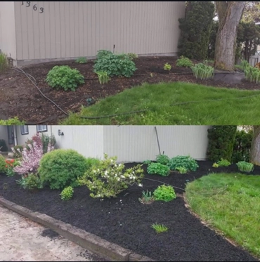 Before and after: garden bed renewed with amended topsoil and black recycled mulch at a Kelowna home — TNT Kelowna.