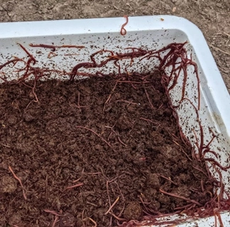 Close-up of red wiggler worms in compost—TNT Kelowna’s vermiculture program producing nutrient-rich castings.