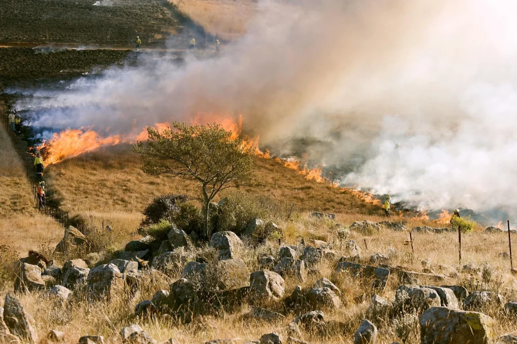 Controlled grass fire burning across a dry hillside with smoke and firefighters monitoring the flames